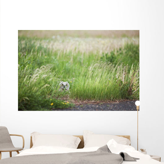 Owl In The Grass Wall Mural