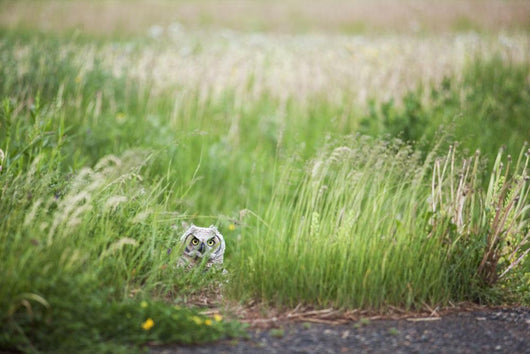 Owl In The Grass Wall Mural