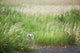 Owl In The Grass Wall Mural