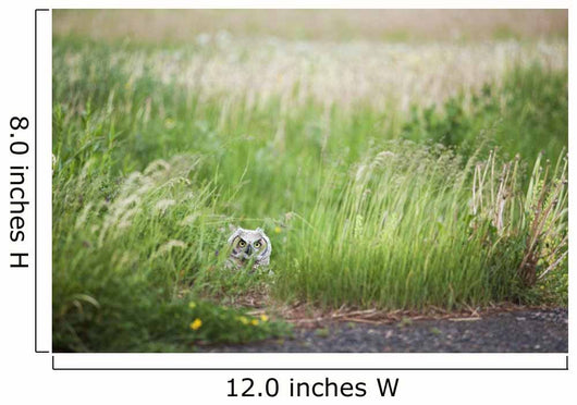 Owl In The Grass Wall Mural