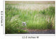 Owl In The Grass Wall Mural