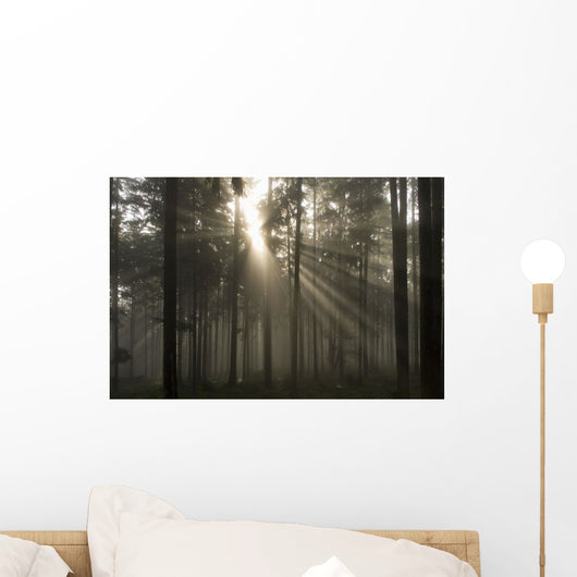 Misty Pine Forest With Sun Ray Wall Mural