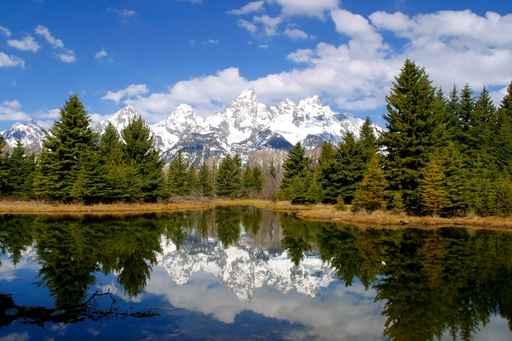 Spring Reflections Wall Decal
