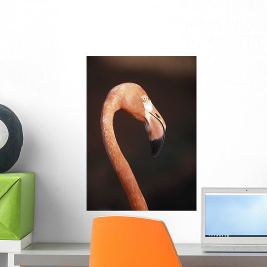 Close-Up Of Flamingo Wall Mural