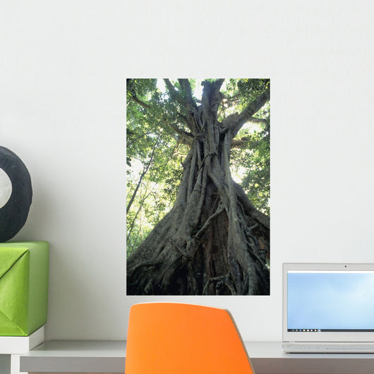 Strangler Fig, Low Angle View Wall Mural