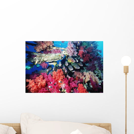 Fish And Colourful Corals Wall Mural