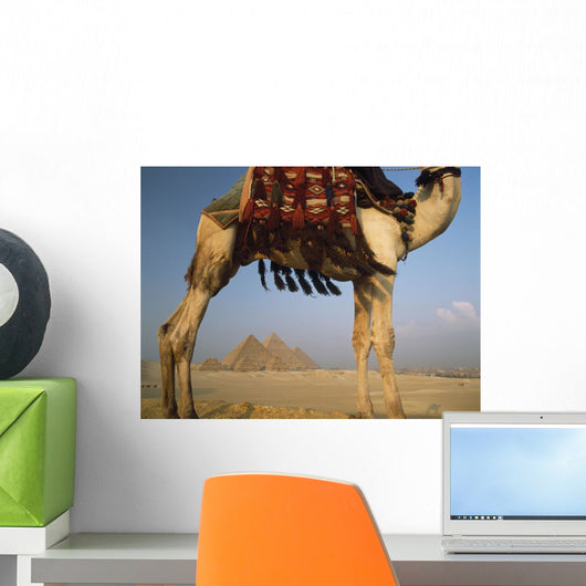 Looking Under Camel To Great Pyramids Of Giza Wall Mural
