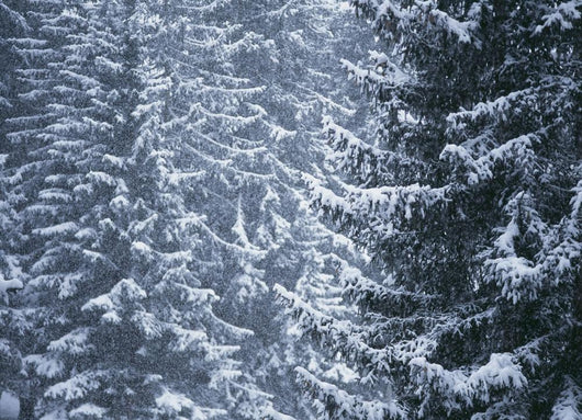 Pine Trees Covered In Snow, Les Arcs Wall Mural