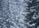 Pine Trees Covered In Snow, Les Arcs Wall Mural