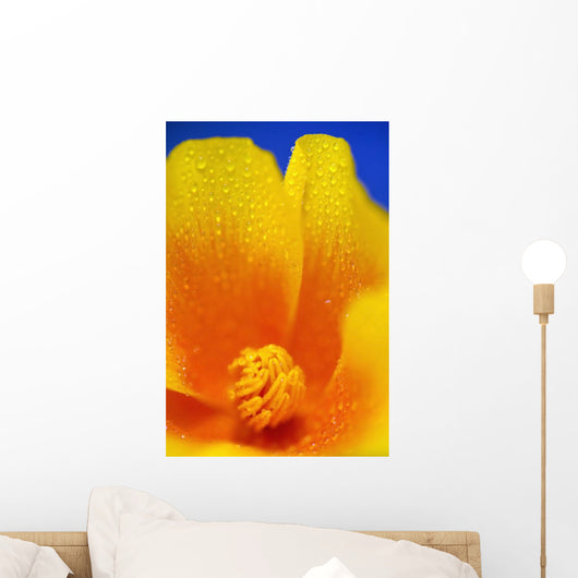 Close Up Of A Poppy With Dew On The Petals Wall Mural
