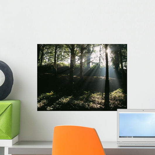 Sun Shining Through The Trees Wall Mural