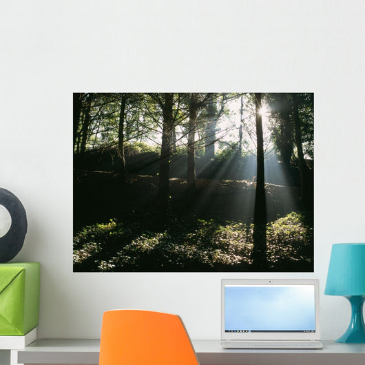 Sun Shining Through The Trees Wall Mural