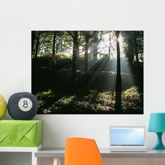 Sun Shining Through The Trees Wall Mural