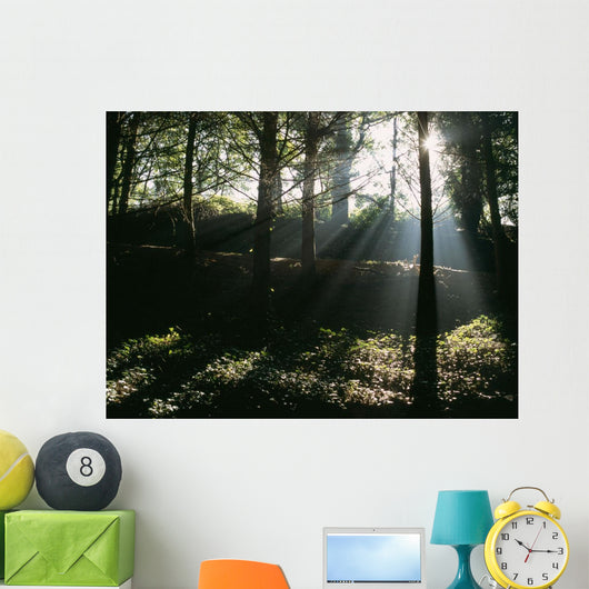 Sun Shining Through The Trees Wall Mural