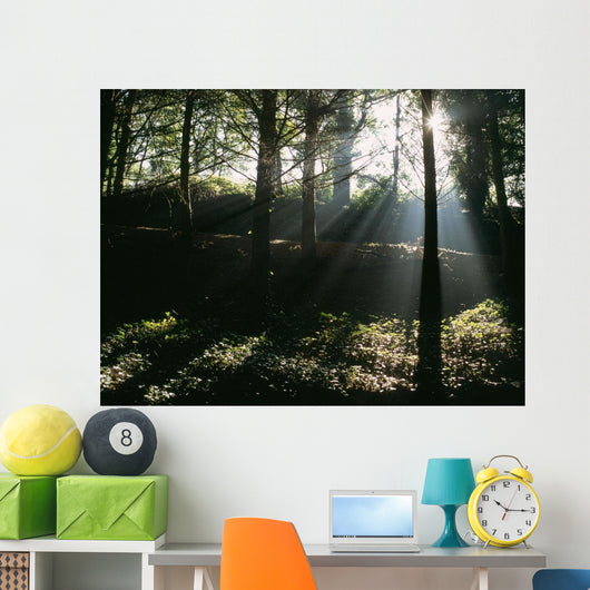 Sun Shining Through The Trees Wall Mural