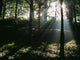 Sun Shining Through The Trees Wall Mural
