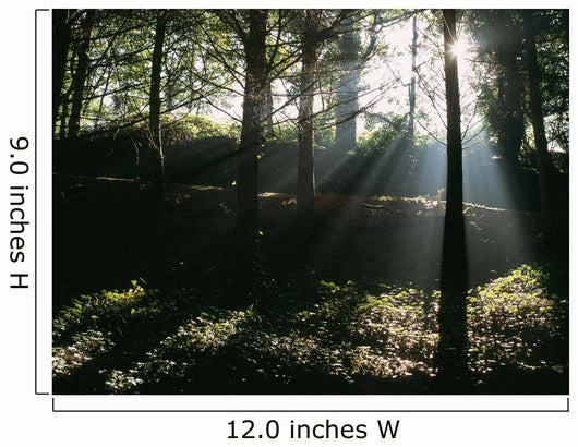 Sun Shining Through The Trees Wall Mural