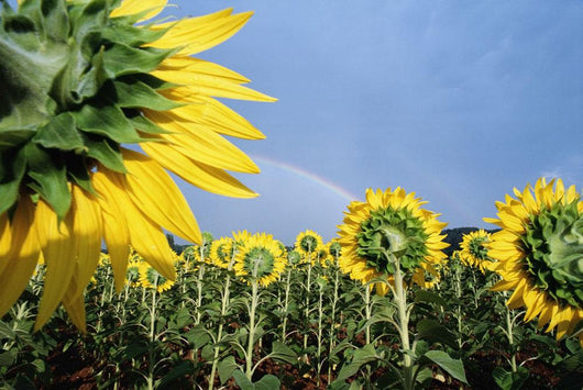 Sunflowers And Rainbow Wall Mural