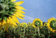 Sunflowers And Rainbow Wall Mural
