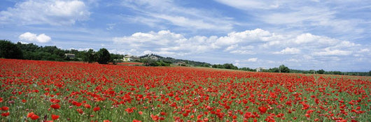 Looking Across Field Of Poppies To Small Village In Provence Wall Mural
