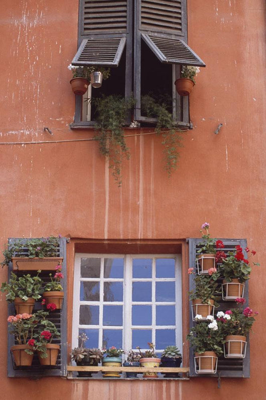 Plants On Window Sill Wall Mural