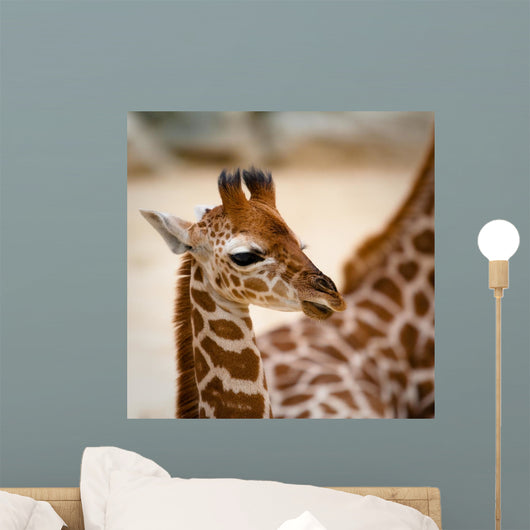 Baby Giraffe