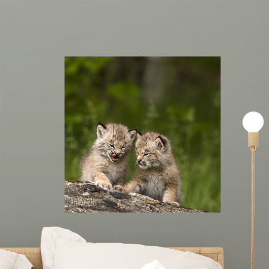 Two Canada Lynx Kittens Playing On A Log Wall Mural