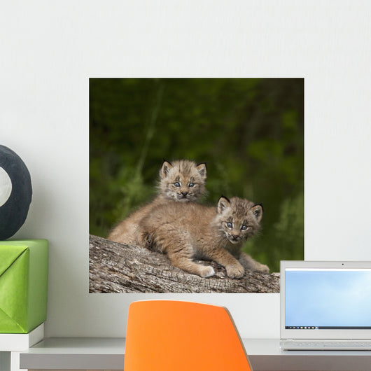 Two Canada Lynx Kittens Playing On A Log Wall Mural