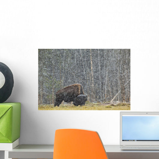 A Buffalo In Lamar Valley In Yellowstone National Park Wall Mural