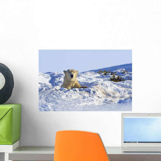 Polar Bear In Wapusk National Park Wall Mural