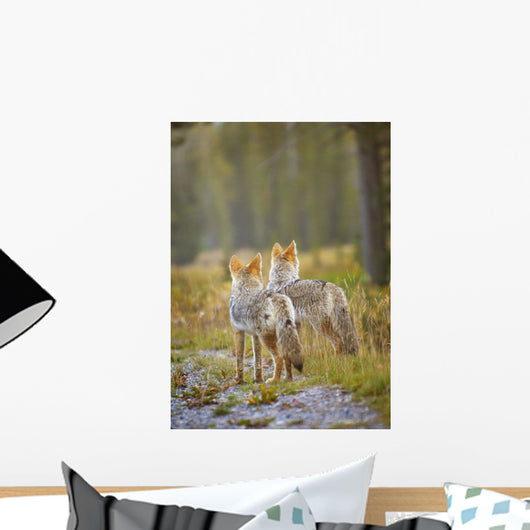 Two Coyotes Wall Mural