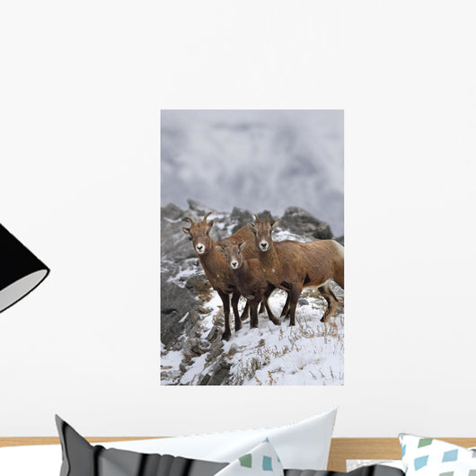 Mountain Sheep Family Wall Mural