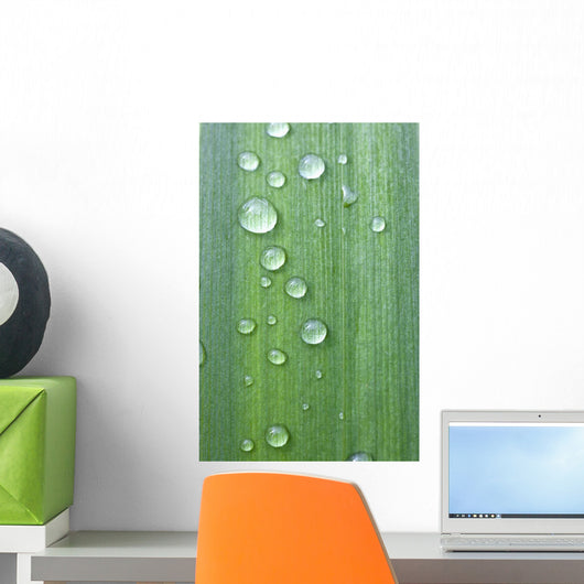 Drops Of Water On A Green Leaf Wall Mural