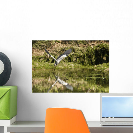 A Grey Heron Landing On Water Wall Mural