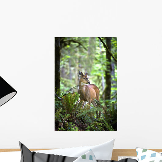 White-Tailed Deer Chewing On A Leaf In Olympic National Park Wall Mural
