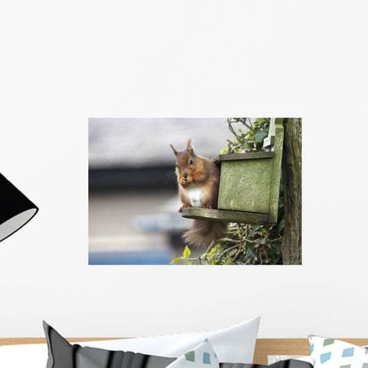 Red Squirrel Sitting On A Bird House Hung On A Tree Trunk Wall Mural