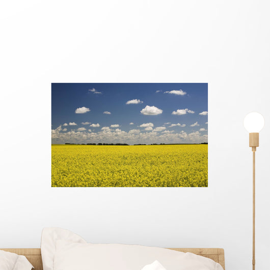 Flowering Canola Field With Clouds Overhead Wall Mural