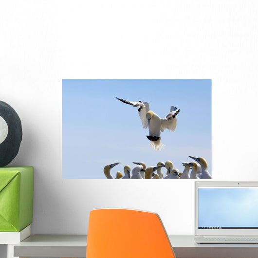 Gannet Descending In The Flock Wall Mural