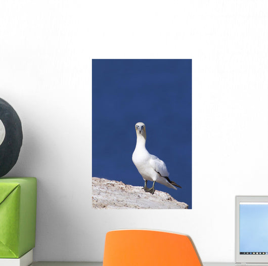Gannet With An Attitude Staring At The Camera Wall Mural