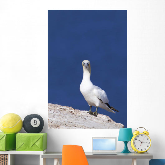 Gannet With An Attitude Staring At The Camera Wall Mural