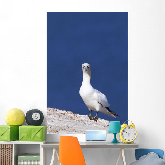 Gannet With An Attitude Staring At The Camera Wall Mural