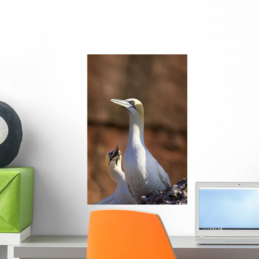 Two Gannets Interacting Wall Mural