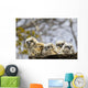 Two Gannets Interacting Wall Decal