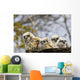 Two Gannets Interacting Wall Decal