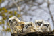 Two Gannets Interacting Wall Decal
