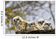 Two Gannets Interacting Wall Decal