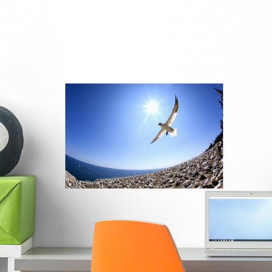 Gannet Flying On A Journey To Find His Mate At Bonaventure Island Wall Mural