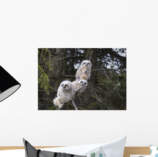 Three Great Horned Owl Chicks In A Tree Wall Mural