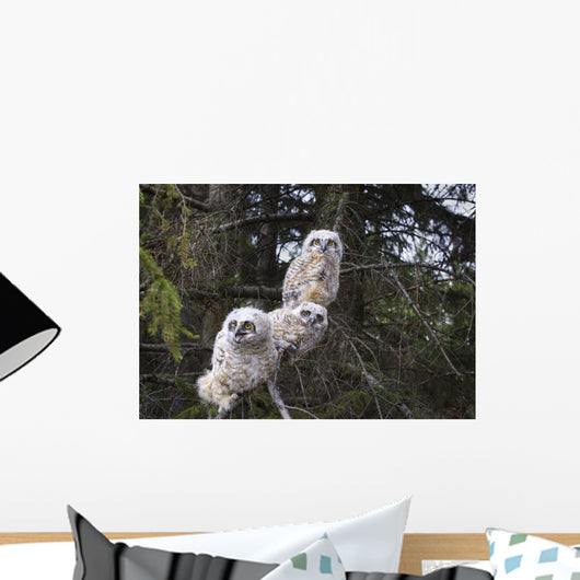 Three Great Horned Owl Chicks In A Tree Wall Mural