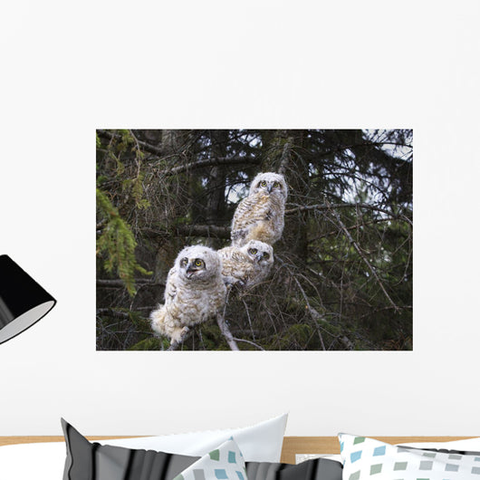 Three Great Horned Owl Chicks In A Tree Wall Mural